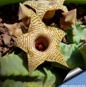 Huernia striata