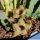 Huernia striata