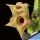 Huernia striata