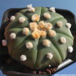 Astrophytum asterias "nudum star type" + white areoles