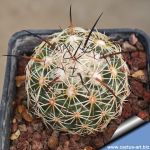 Coryphantha pallida SB550 Alsaseca, Puebla, Mexico