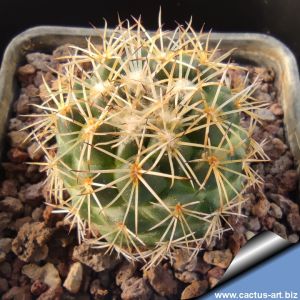 Coryphantha pallida SB550 Alsaseca, Puebla, Mexico