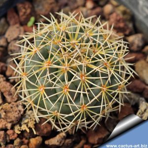 Coryphantha pallida SB550 Alsaseca, Puebla, Mexico