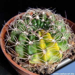 Lobivia hybrid forma variegata (mixed forms)