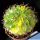 Lobivia hybrid forma variegata (mixed forms)