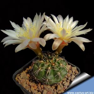 Gymnocalycium erinaceum WP00-108/143 (WP 89-108/143) Cañada de Rio Pinto, Cordoba, Argentina, 750m