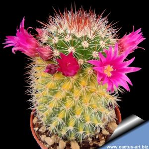 Mammillaria hybrid forma variegata (Mixed forms)