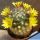 Mammillaria hybrid forma variegata (Mixed forms)
