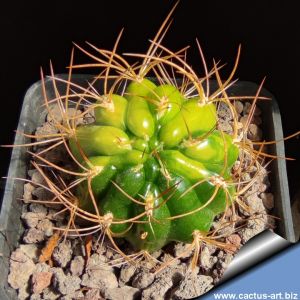 Matucana hybrid forma variegata (Mixed forms)