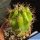 Matucana hybrid forma variegata (Mixed forms)