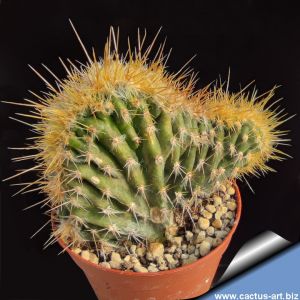 Cephalocereus palmeri f. cristata (Pilosocereus palmeri f. cristata)