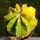 Echinopsis hybrid forma variegata (mixed forms)