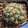 Mammillaria schumannii v. globosa (Bartschella schumannii)