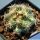 Mammillaria schumannii v. globosa (Bartschella schumannii)