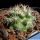 Mammillaria schumannii v. globosa (Bartschella schumannii)