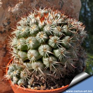 Mammillaria schumanni v. globosa (Bartschella schumannii)