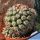 Mammillaria schumanni v. globosa (Bartschella schumannii)