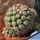 Mammillaria schumannii v. globosa (Bartschella schumannii)