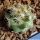 Mammillaria schumannii v. globosa (Bartschella schumannii)