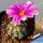 Mammillaria schumannii v. globosa (Bartschella schumannii)