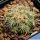 Coryphantha kracikii