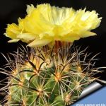 Coryphantha kracikii