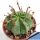 Euphorbia hybrid obesa x valida x meloformis