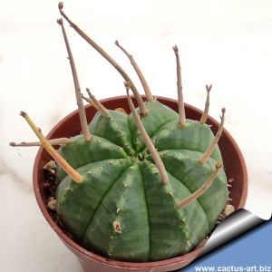 Euphorbia hybrid obesa x valida x meloformis