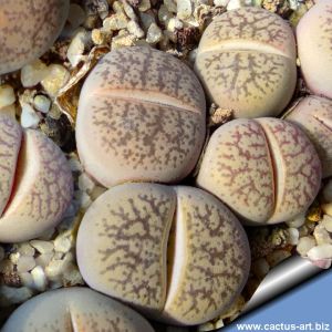 Lithops x Dinterops F2 cv. FAVORS MAMA