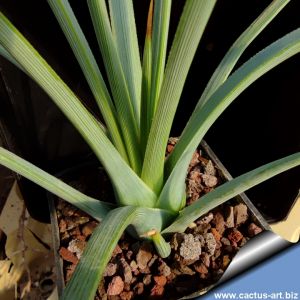 Agave striata Mesa de Leon, Nuevo Leon, Mexico
