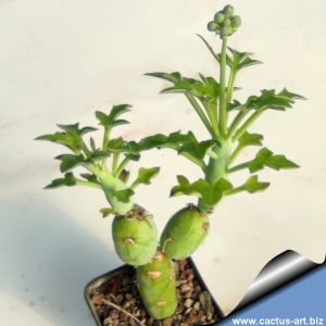 Senecio saginatus (Kleinia saginata) 