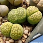 Lithops salicola cv. MALACHITE - C351A TL: 10 km W of Luckhoff, South Africa