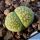 Lithops salicola cv. MALACHITE