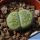 Lithops salicola cv. MALACHITE