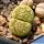 Lithops salicola cv. MALACHITE