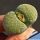 Lithops salicola cv. MALACHITE - C351A TL: 10 km W of Luckhoff, South Africa
