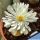 Ophthalmophyllum verrucosum (Conophytum) SAUER86 1007 Sidi Barani, Kenhardt, Kenhardt, Northern Cape, South Africa