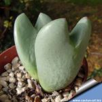 Conophytum meyerae f. apiculatum