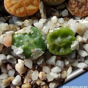 Conophytum angelicae ssp. tetragonum Oemsberg, Northern Cape, South Africa (MG1410.654)