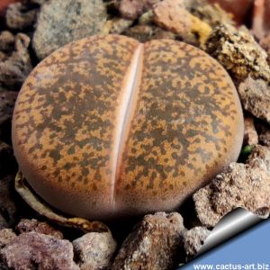 Lithops lesliei v. Albiflora C005A TL, Near Warrenton, Cape Province, South Africa