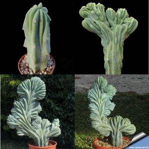 Myrtillocactus geometrizans f. cristata CLASSICAL FORM