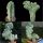 Myrtillocactus geometrizans f. cristata CLASSICAL FORM