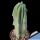 Myrtillocactus geometrizans f. cristata CLASSICAL FORM