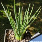 Aloe bowiea