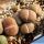 Lithops karasmontana C065 (Signalberg Form)' 25km West-North-West of Grünau, Namibia