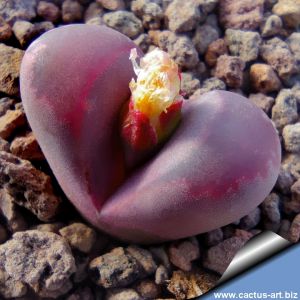 Lithops optica cv. RUBRA C081A 10km West of Lüderitz, Namibia