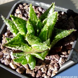 Haworthia guttata