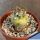 Turbinicarpus hybrid forma variegata (Mixed forms)