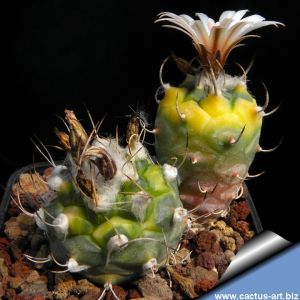Turbinicarpus hybrid forma variegata (Mixed forms)