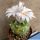 Turbinicarpus hybrid forma variegata (Mixed forms)